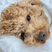 ヒメ日記 2026/01/10 03:43 投稿 緒沢  恵美里 30代40代50代と遊ぶなら博多人妻専科24時