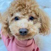 ヒメ日記 2026/01/13 00:23 投稿 緒沢  恵美里 30代40代50代と遊ぶなら博多人妻専科24時