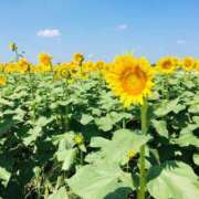 ヒメ日記 2026/01/30 01:15 投稿 緒沢  恵美里 30代40代50代と遊ぶなら博多人妻専科24時