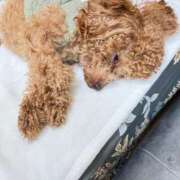 ヒメ日記 2026/02/10 23:45 投稿 緒沢  恵美里 30代40代50代と遊ぶなら博多人妻専科24時