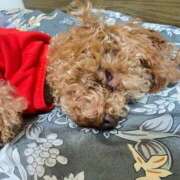 ヒメ日記 2026/02/23 01:14 投稿 緒沢  恵美里 30代40代50代と遊ぶなら博多人妻専科24時