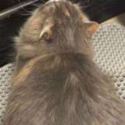 ヒメ日記 2025/10/29 23:01 投稿 エミル エピソード(品川)