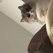 ヒメ日記 2025/11/08 21:16 投稿 エミル エピソード(品川)