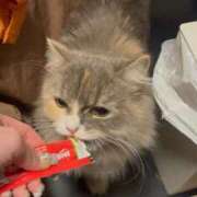 ヒメ日記 2025/11/24 20:16 投稿 エミル エピソード(品川)