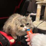 ヒメ日記 2025/12/04 20:31 投稿 エミル エピソード(品川)