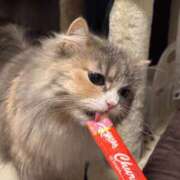 ヒメ日記 2026/01/21 19:01 投稿 エミル エピソード(品川)