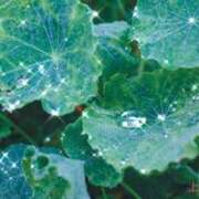 ヒメ日記 2025/09/12 06:31 投稿 上原ななみ おいしい人妻熟女