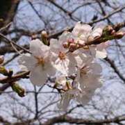 ヒメ日記 2026/03/23 11:27 投稿 まよ 性腺熟女100％本店（デリヘル市場）