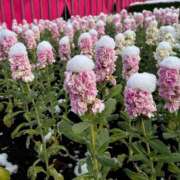 ヒメ日記 2026/02/11 16:33 投稿 さくら 見学娘