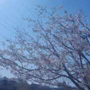 ヒメ日記 2026/04/01 23:13 投稿 さくら 見学娘