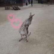 ヒメ日記 2026/04/21 22:33 投稿 さくら 見学娘