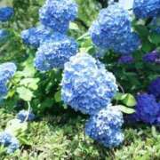 ヒメ日記 2026/06/12 21:13 投稿 さくら 見学娘