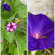 ヒメ日記 2025/10/11 07:41 投稿 大野たまき ミセス大阪十三店