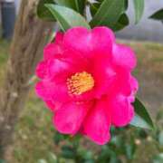 ヒメ日記 2026/01/04 08:57 投稿 大野たまき ミセス大阪十三店