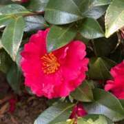 ヒメ日記 2026/01/31 09:10 投稿 大野たまき ミセス大阪十三店