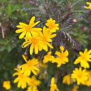 ヒメ日記 2026/03/08 08:16 投稿 大野たまき ミセス大阪十三店