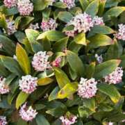 ヒメ日記 2026/03/11 07:44 投稿 大野たまき ミセス大阪十三店