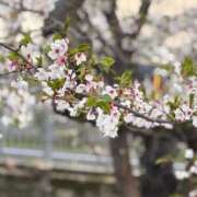 ヒメ日記 2026/04/06 09:06 投稿 大野たまき ミセス大阪十三店