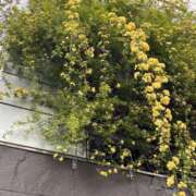 ヒメ日記 2026/04/16 13:35 投稿 大野たまき ミセス大阪十三店