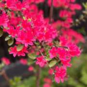 ヒメ日記 2026/04/18 07:28 投稿 大野たまき ミセス大阪十三店