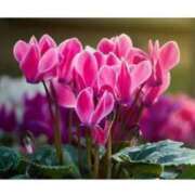 ヒメ日記 2026/01/14 10:00 投稿 あん 熟女デリヘル倶楽部