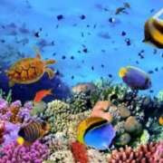 あん 「平和」がいちばん 熟女デリヘル倶楽部