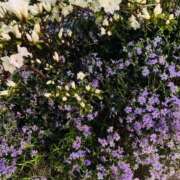 ヒメ日記 2026/04/13 06:00 投稿 あん 熟女デリヘル倶楽部