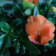 ヒメ日記 2026/04/20 06:00 投稿 あん 熟女デリヘル倶楽部