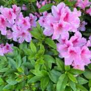 ヒメ日記 2026/04/24 06:00 投稿 あん 熟女デリヘル倶楽部