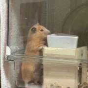 ヒメ日記 2026/01/12 08:54 投稿 あお★プラチナ級エロカワ美女 BUNNY PLAS