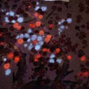 ヒメ日記 2026/01/05 00:48 投稿 ふみか 池袋人妻城