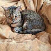 かなた ちゃむい 熟女の風俗最終章 沼津店