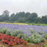 ヒメ日記 2025/11/02 07:49 投稿 きこ オナクラ大人女子