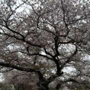 ヒメ日記 2025/11/09 18:19 投稿 きこ オナクラ大人女子