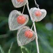 ヒメ日記 2025/09/25 18:02 投稿 みらい オナクラ大人女子