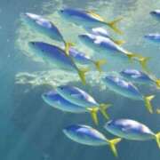 ヒメ日記 2025/09/28 13:49 投稿 みらい オナクラ大人女子