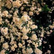 ヒメ日記 2026/04/16 22:39 投稿 ななみ オナクラ大人女子