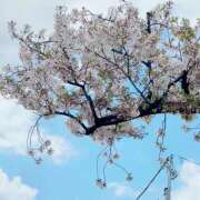 さゆみ 桜舞い散る🌸 オナクラ大人女子