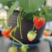 ヒメ日記 2026/04/10 21:49 投稿 りおな オナクラ大人女子