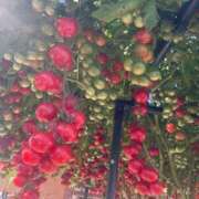 ヒメ日記 2026/04/28 21:49 投稿 りおな オナクラ大人女子