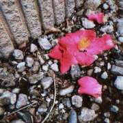 ヒメ日記 2026/04/03 12:17 投稿 ユメカ 性の極み 技の伝道師 ver. 匠