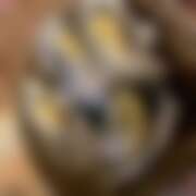 ヒメ日記 2025/10/27 12:30 投稿 たお 桜フェアリーテイル