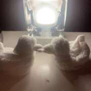 ヒメ日記 2026/02/25 13:46 投稿 たお 桜フェアリーテイル