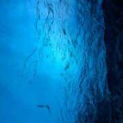 ヒメ日記 2026/03/03 20:09 投稿 たお 桜フェアリーテイル