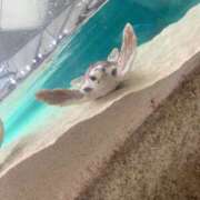 ヒメ日記 2026/03/07 19:53 投稿 たお 桜フェアリーテイル