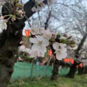 ヒメ日記 2026/03/24 20:03 投稿 たお 桜フェアリーテイル