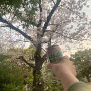 ヒメ日記 2026/03/28 19:40 投稿 たお 桜フェアリーテイル