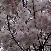 ヒメ日記 2026/04/01 08:30 投稿 たお 桜フェアリーテイル