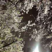 ヒメ日記 2026/04/10 19:30 投稿 たお 桜フェアリーテイル