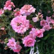 ヒメ日記 2025/12/04 17:47 投稿 りょうこ 肌水(名古屋)